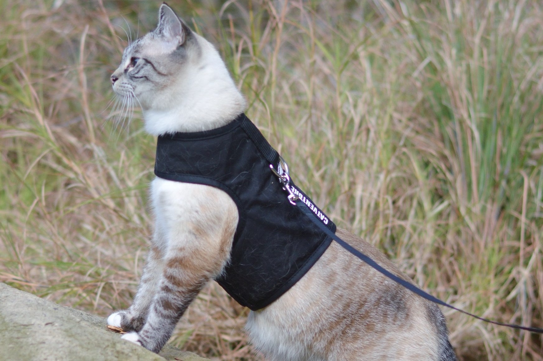 Using a Retractable Leash with Your Cat Safely  Cat Harness Australia