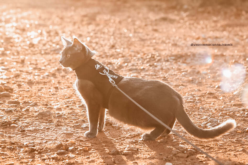 cat in harness