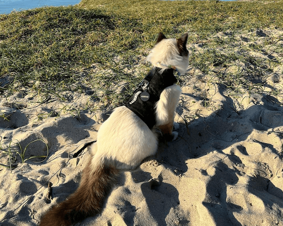 beach cat in black harness