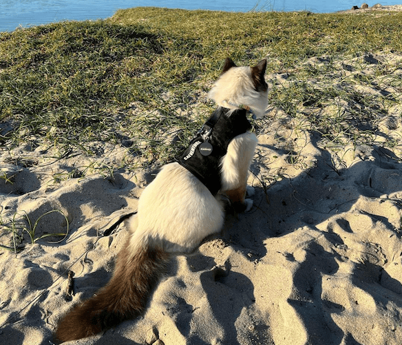 beach cat in black harness