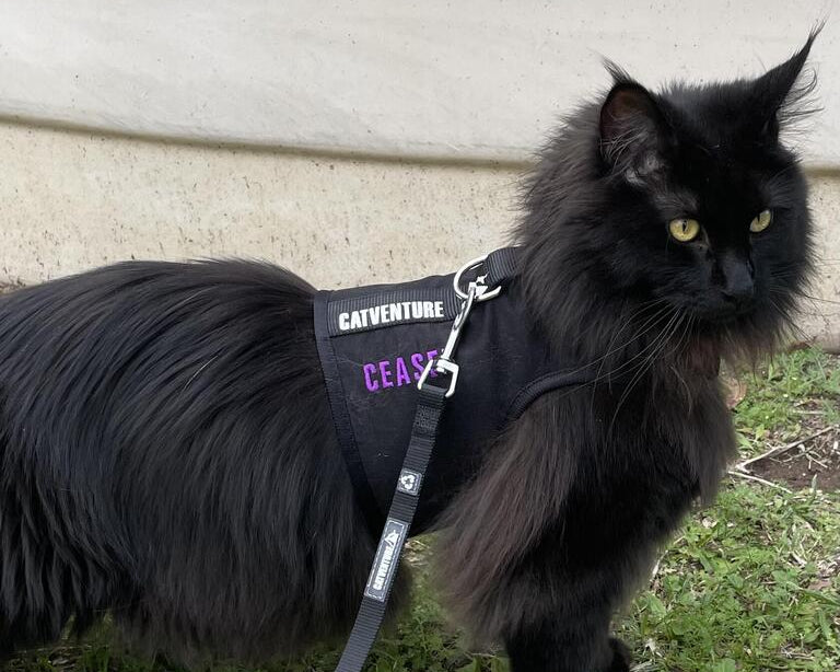 Moving Houses with Your Cat: A Guide to Minimising Stress with the Catventure Harness