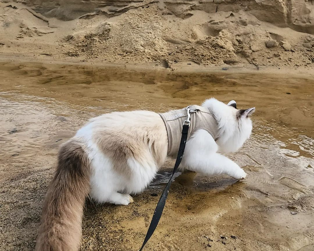 @bruno_ragdoll_ the adventure cat walking through water