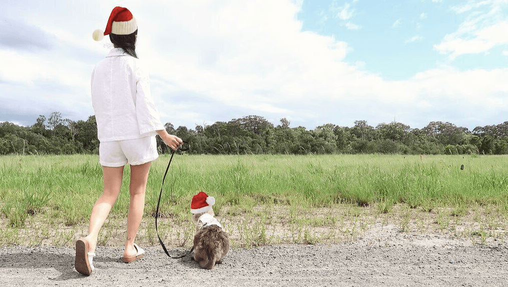 cat in harness with christmas hat