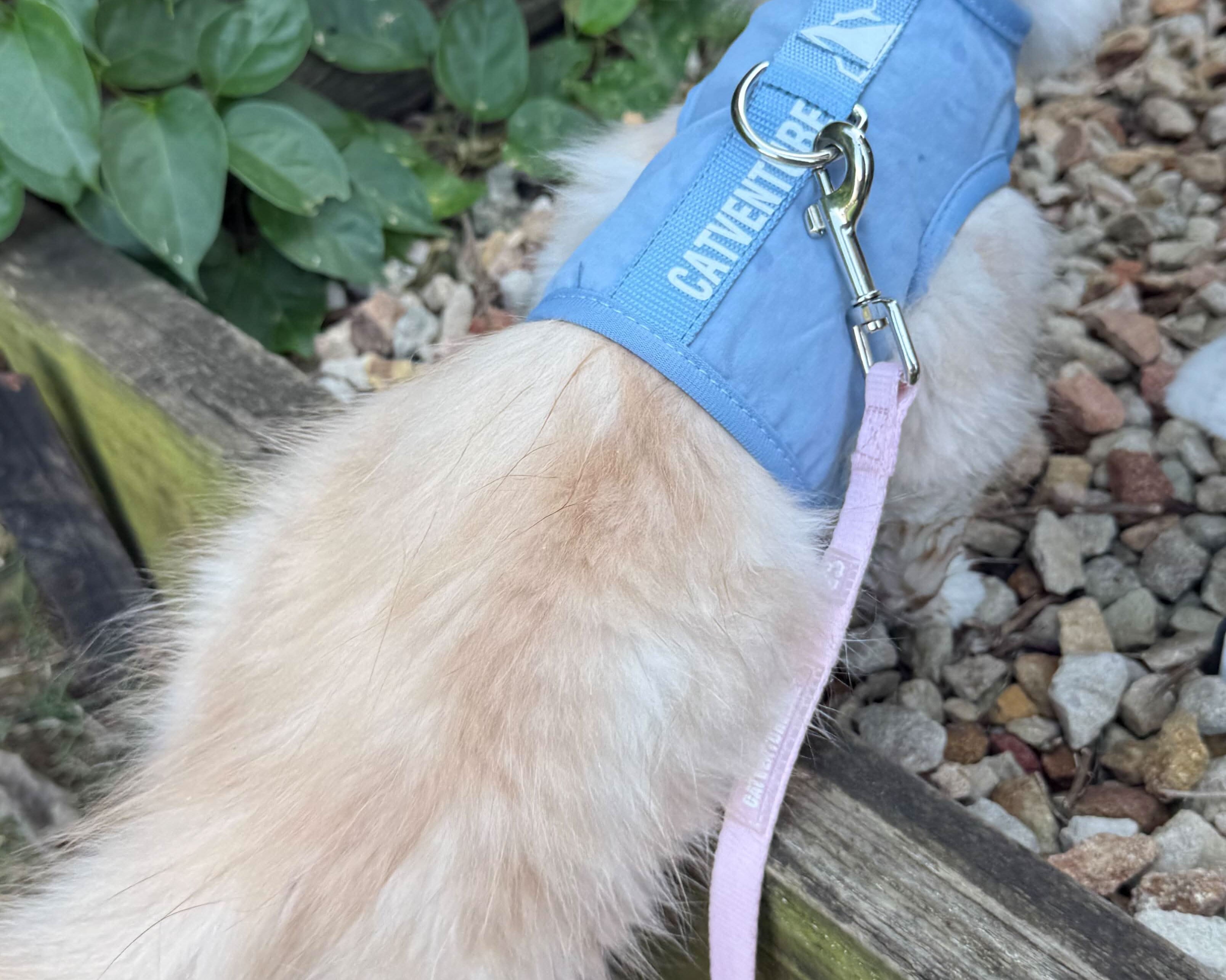 The Complete Beginner’s Guide To Walking Your Cat Outdoors Safely In Australia