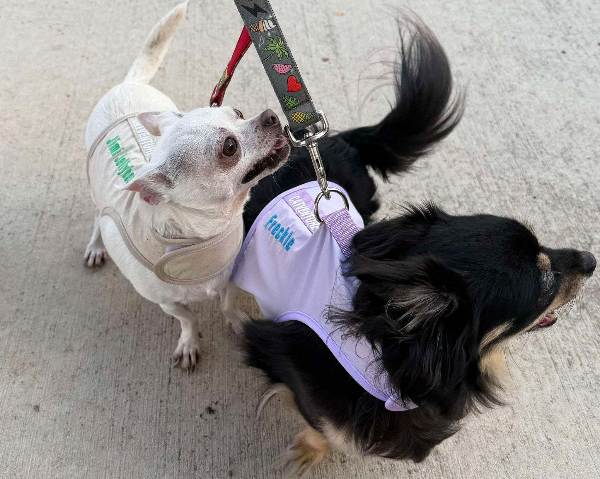 When Escape Artist Puppies Wear a Cat Harness (And It Actually Works)