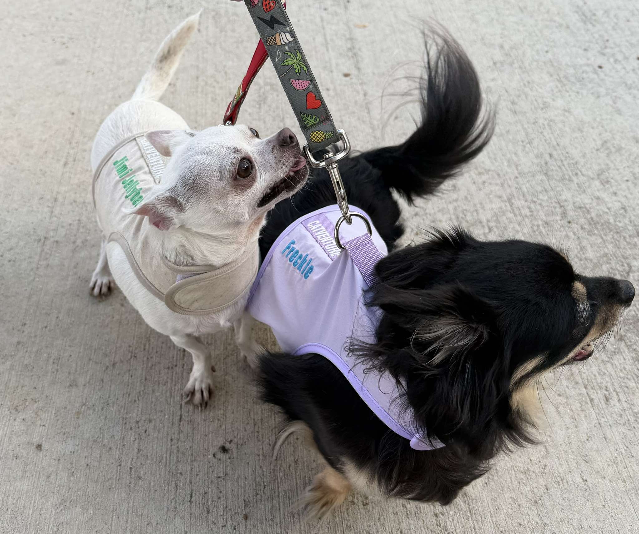 When Escape Artist Puppies Wear a Cat Harness (And It Actually Works)