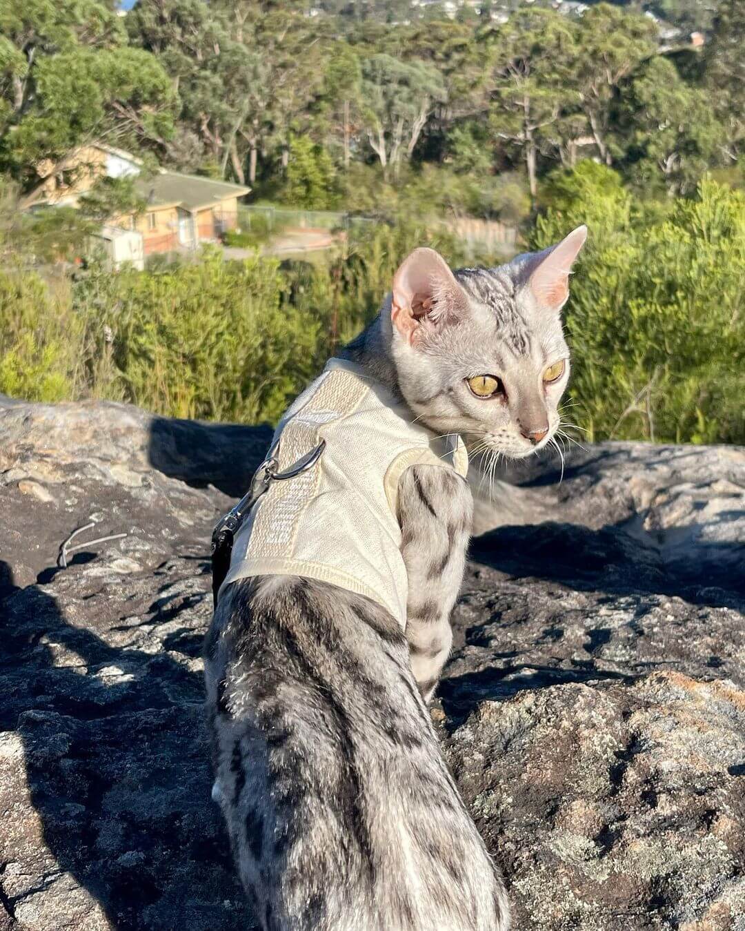 silver bengal cat harness