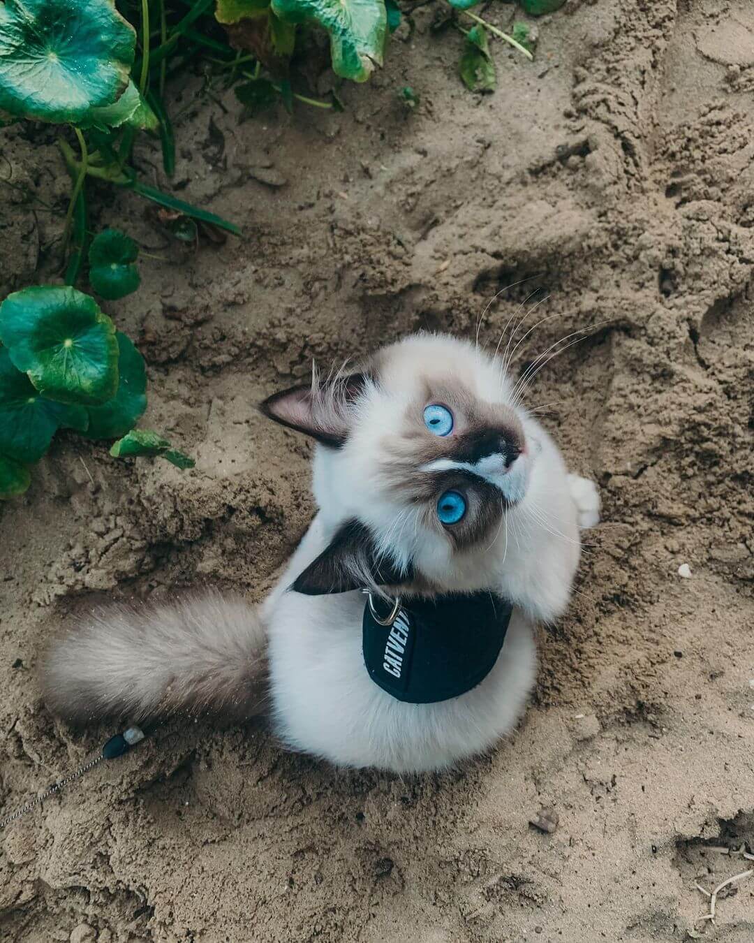 ragdoll cat harness