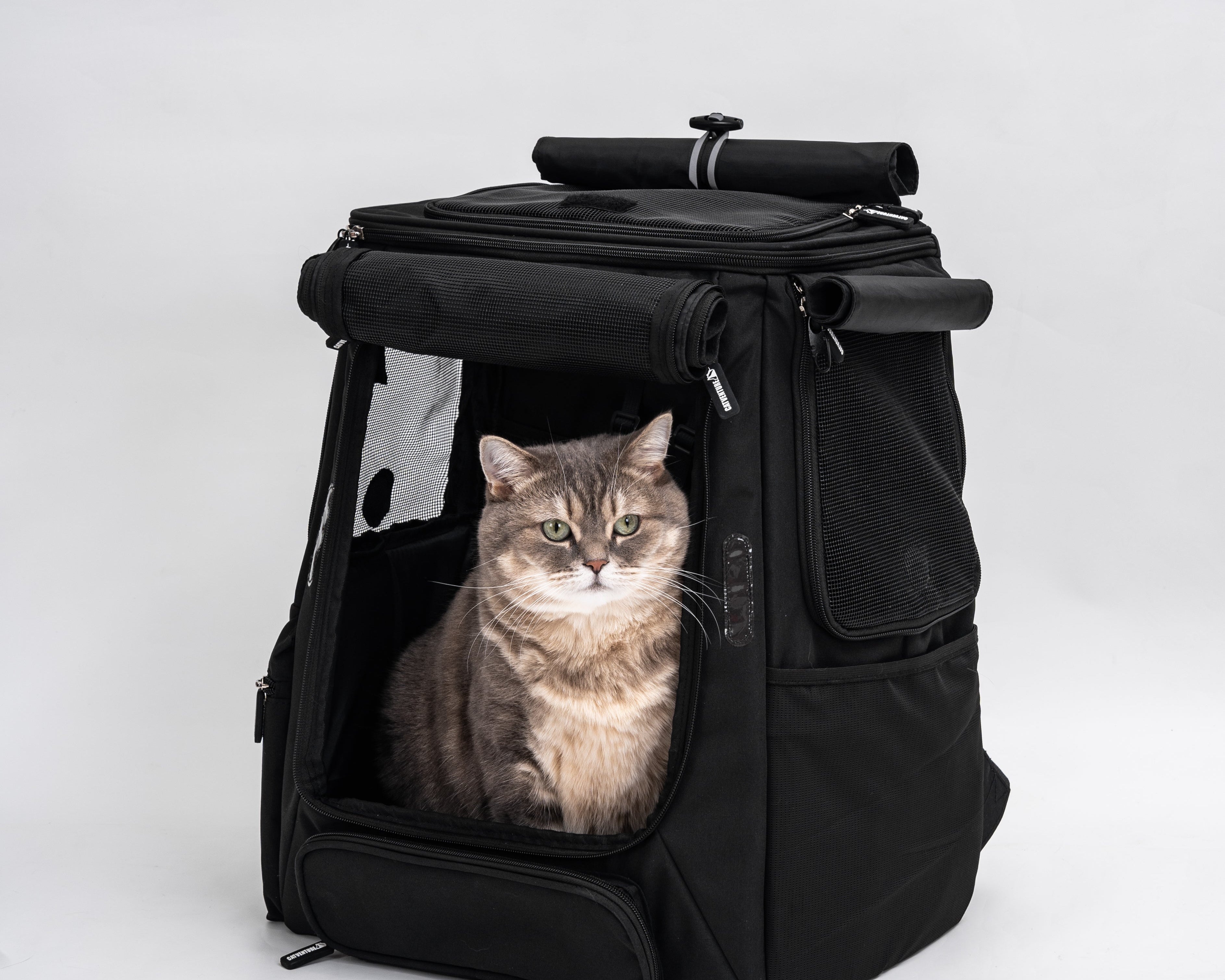 Are Cat Backpacks Cruel? A Behaviour-Led Look at the Debate