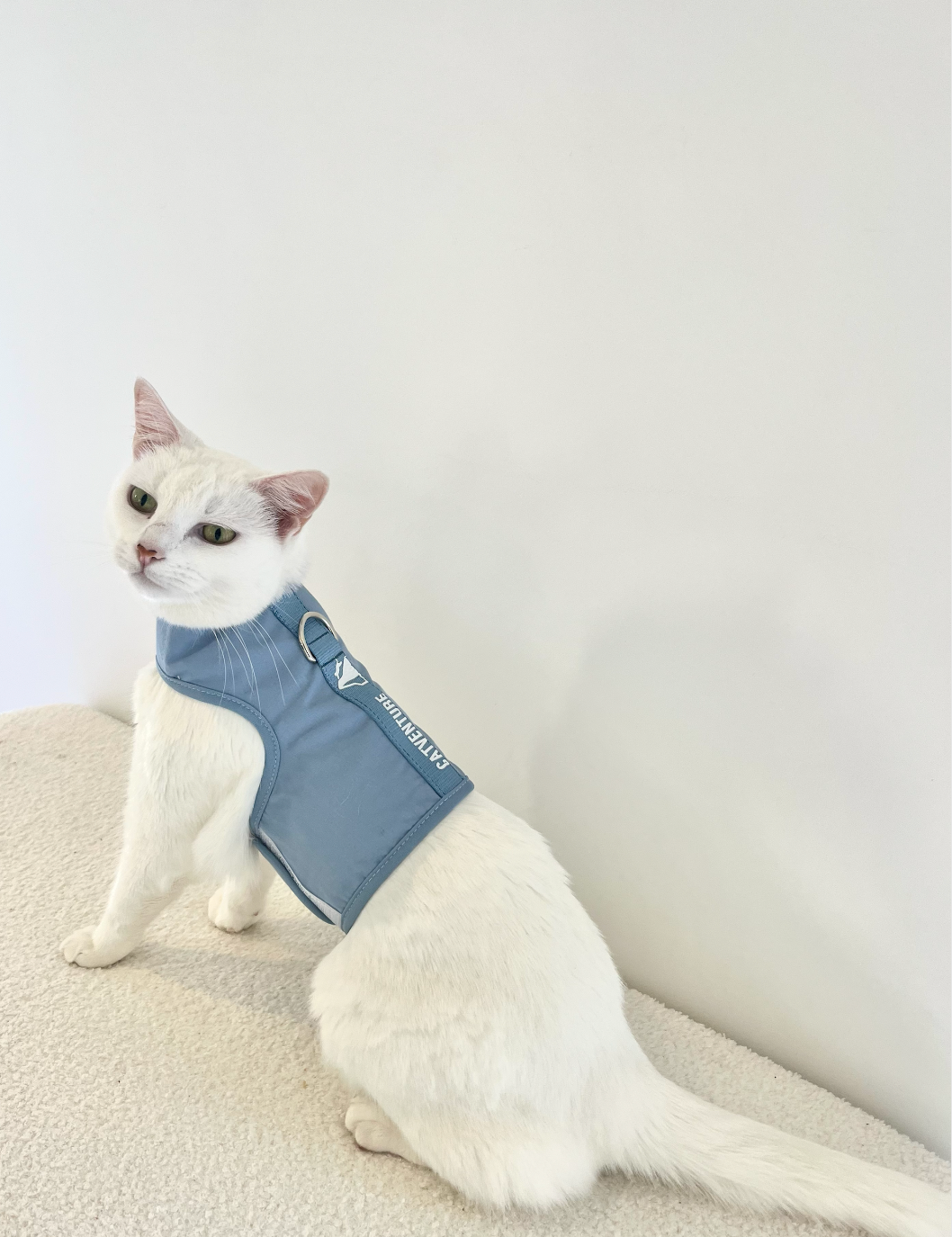 Indoor Cat Enrichment Ideas For Australian Homes
