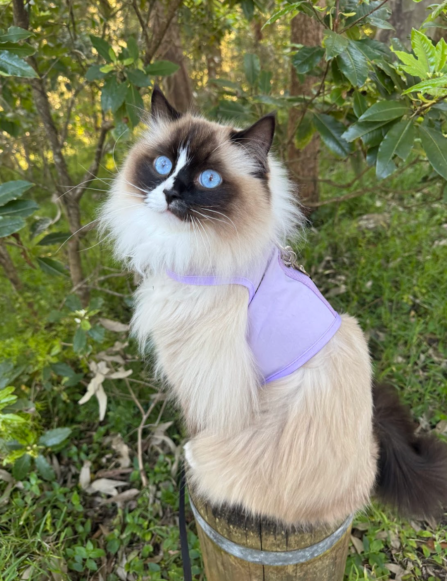 Safe Places To Explore With Your Cat In Australia: Parks, Paths And Quiet Spots
