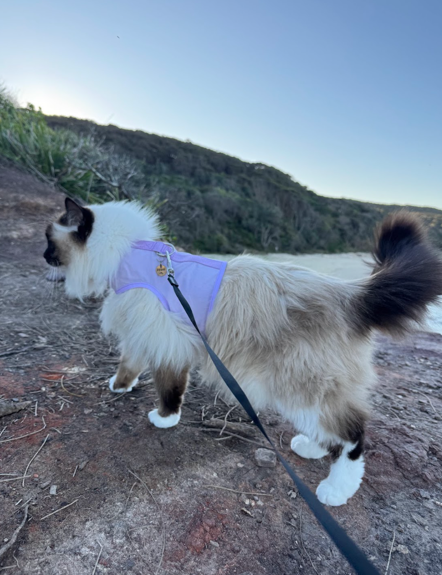 Why Harness Training Is Better Than Free Roaming For Your Cat