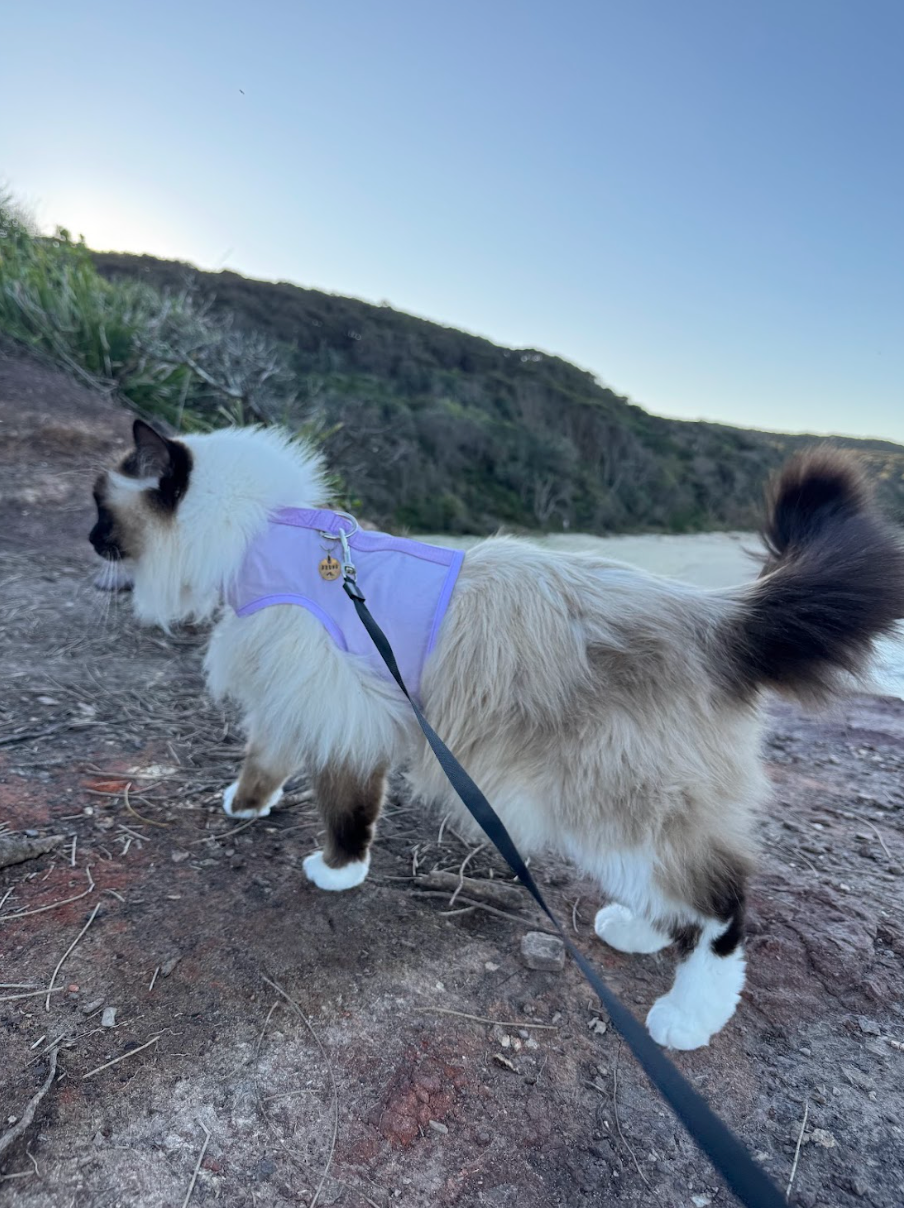 Why Harness Training Is Better Than Free Roaming For Your Cat