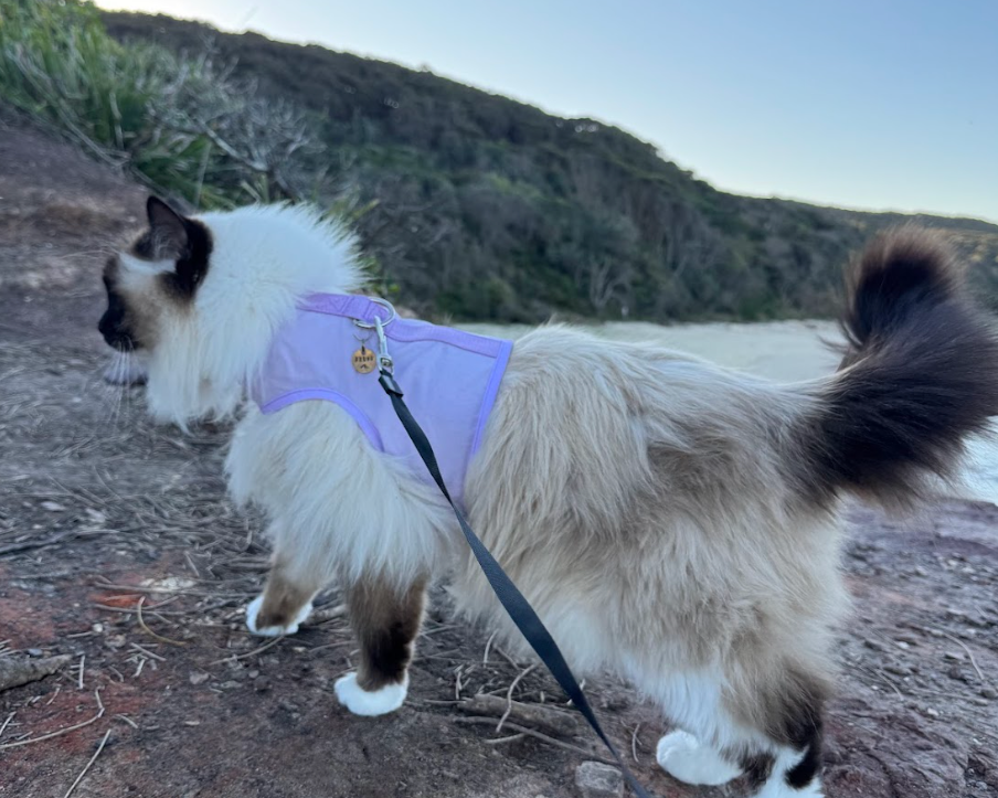 Why Harness Training Is Better Than Free Roaming For Your Cat