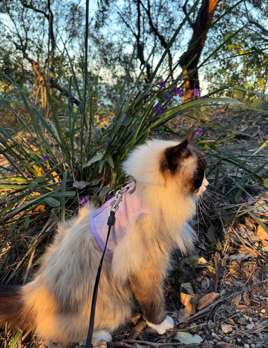 How To Introduce Your Cat To New Environments Without Overwhelming Them