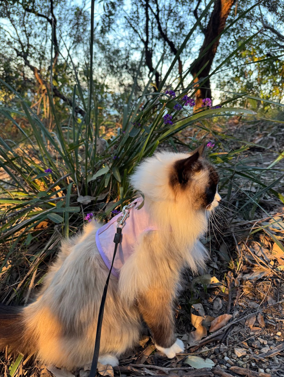 How To Introduce Your Cat To New Environments Without Overwhelming Them