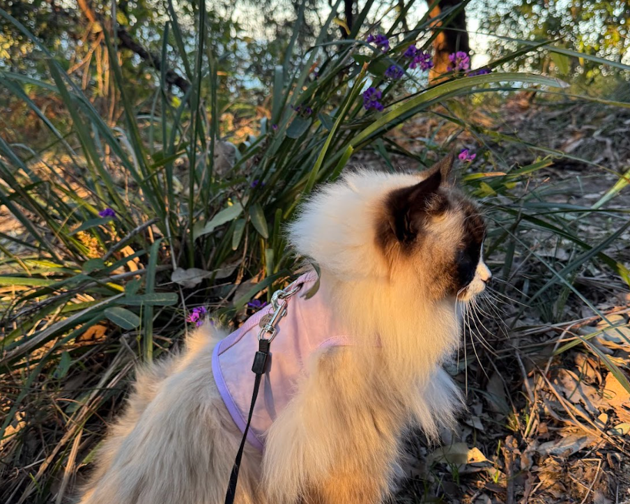 How To Introduce Your Cat To New Environments Without Overwhelming Them