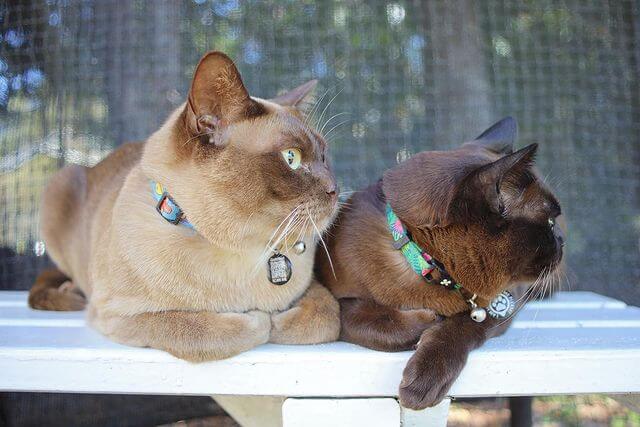 cat enclosure
