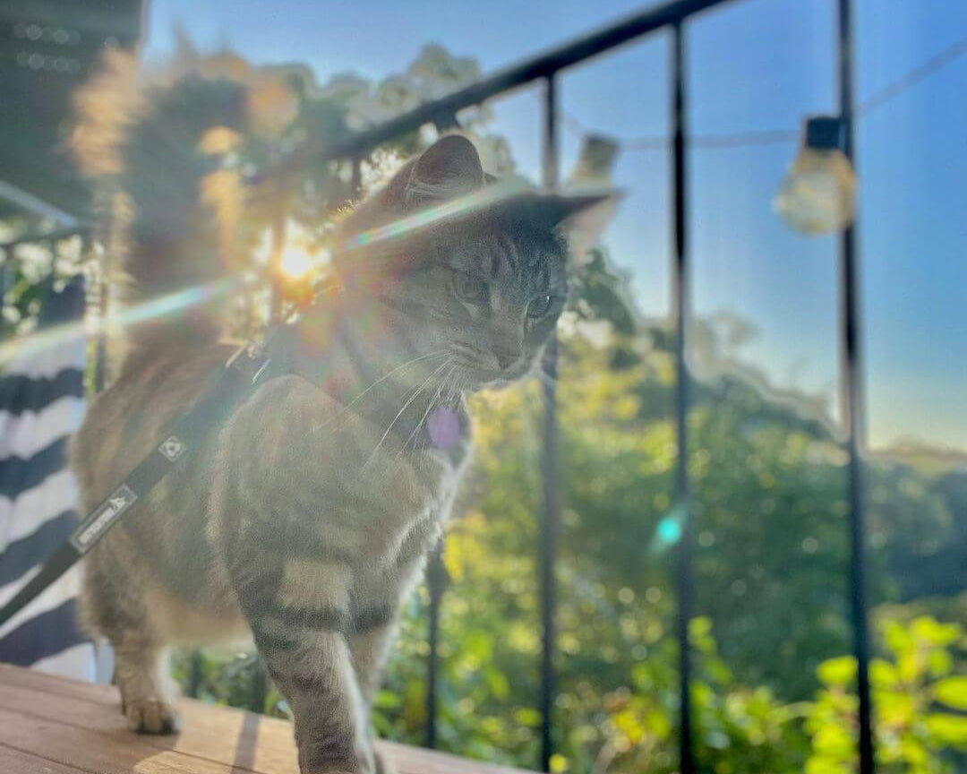 @iamtherealmolly_cat the adventure cat standing on balcony looking at view of water