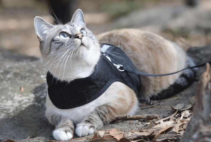 Can You Harness Train an Older Cat? Tips and Tricks for a Happy Catventure with Your Senior Feline Friend!