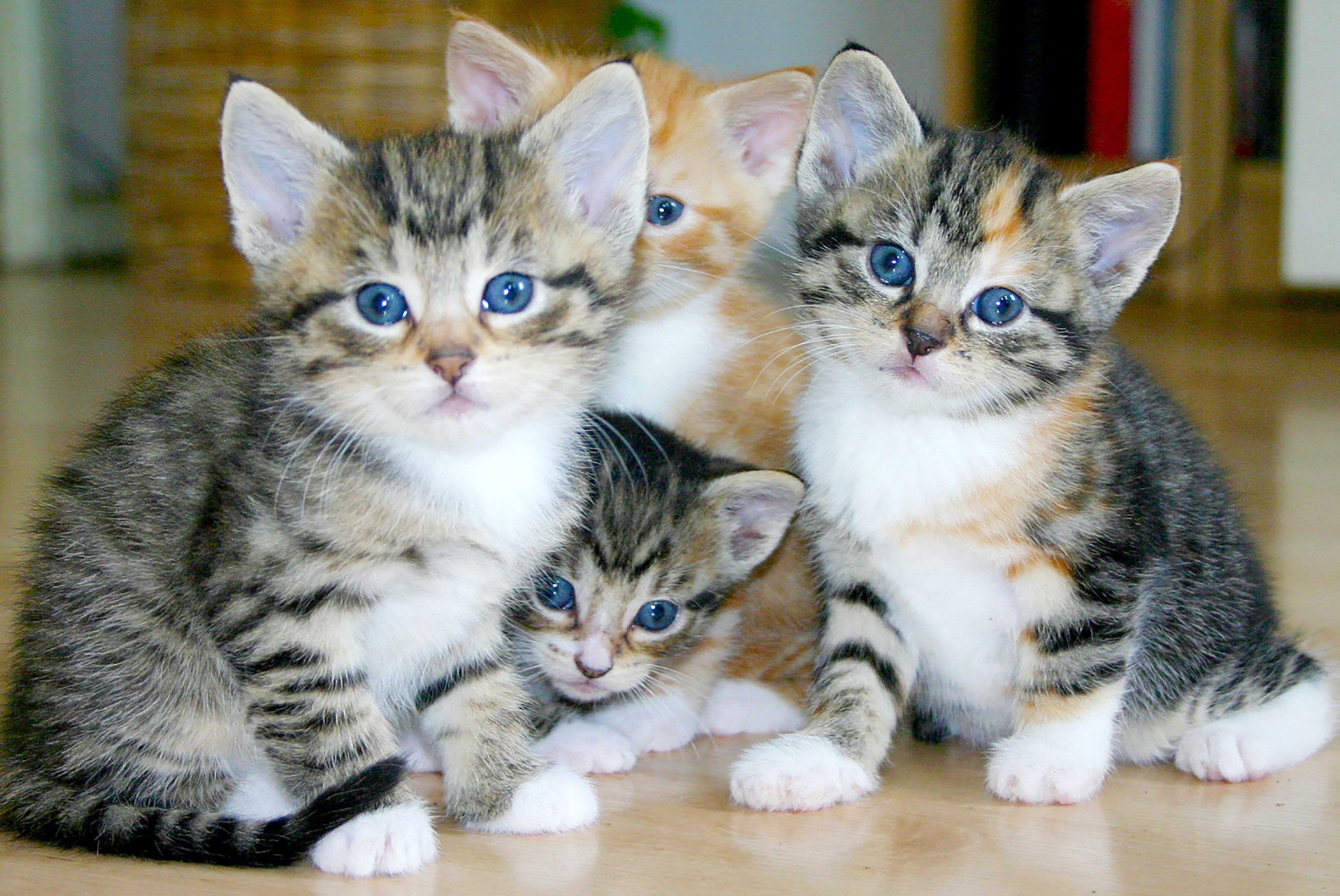 litter of tabby kittens