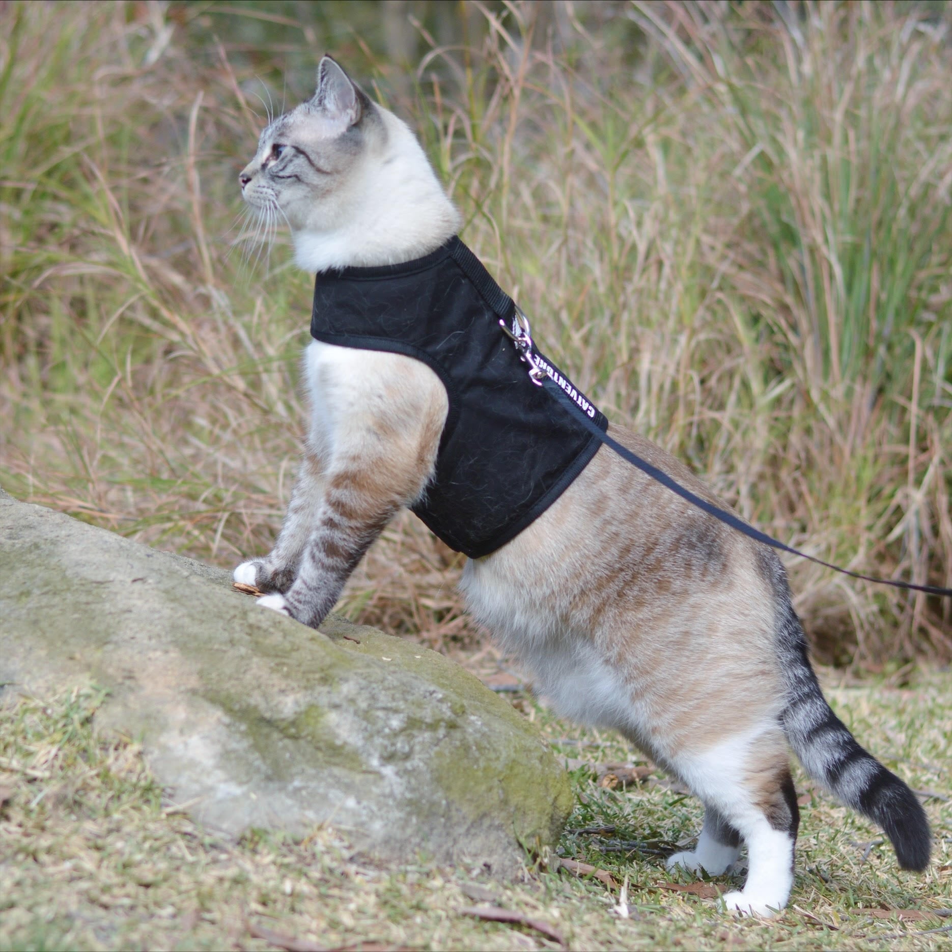 cool cat in black catventure harness front paws on rock