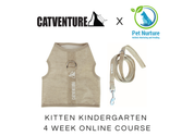 Kitten Kindergarten 4 Week Online Course