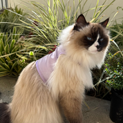 Catventure - Escape Proof Cat Harness - Lilac