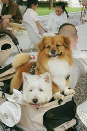 Hybrid Pet Stroller - Beige