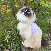 Catventure - Escape Proof Cat Harness - Lilac