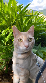 Catventure - Escape Proof Cat Harness - Natural