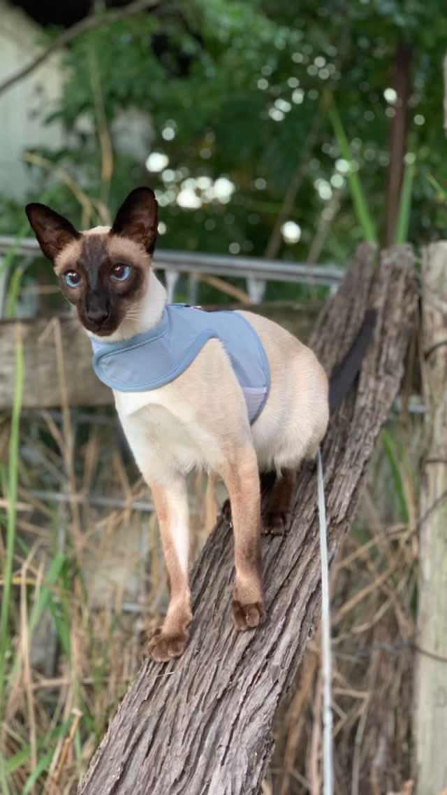 Catventure - Escape Proof Cat Harness - Balu Blue