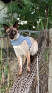 Catventure - Escape Proof Cat Harness - Balu Blue