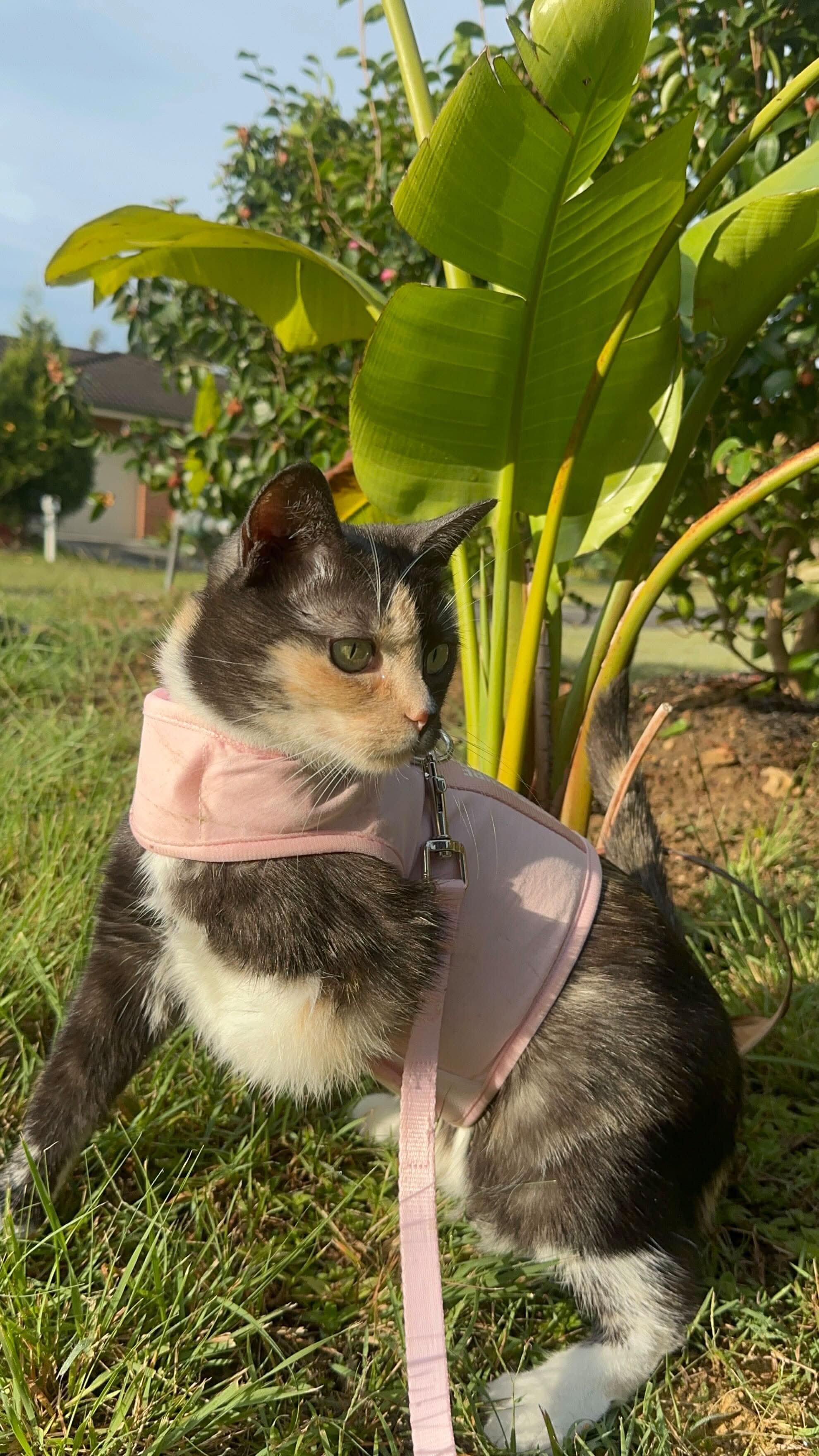 Catventure - Escape Proof Cat Harness - Pink