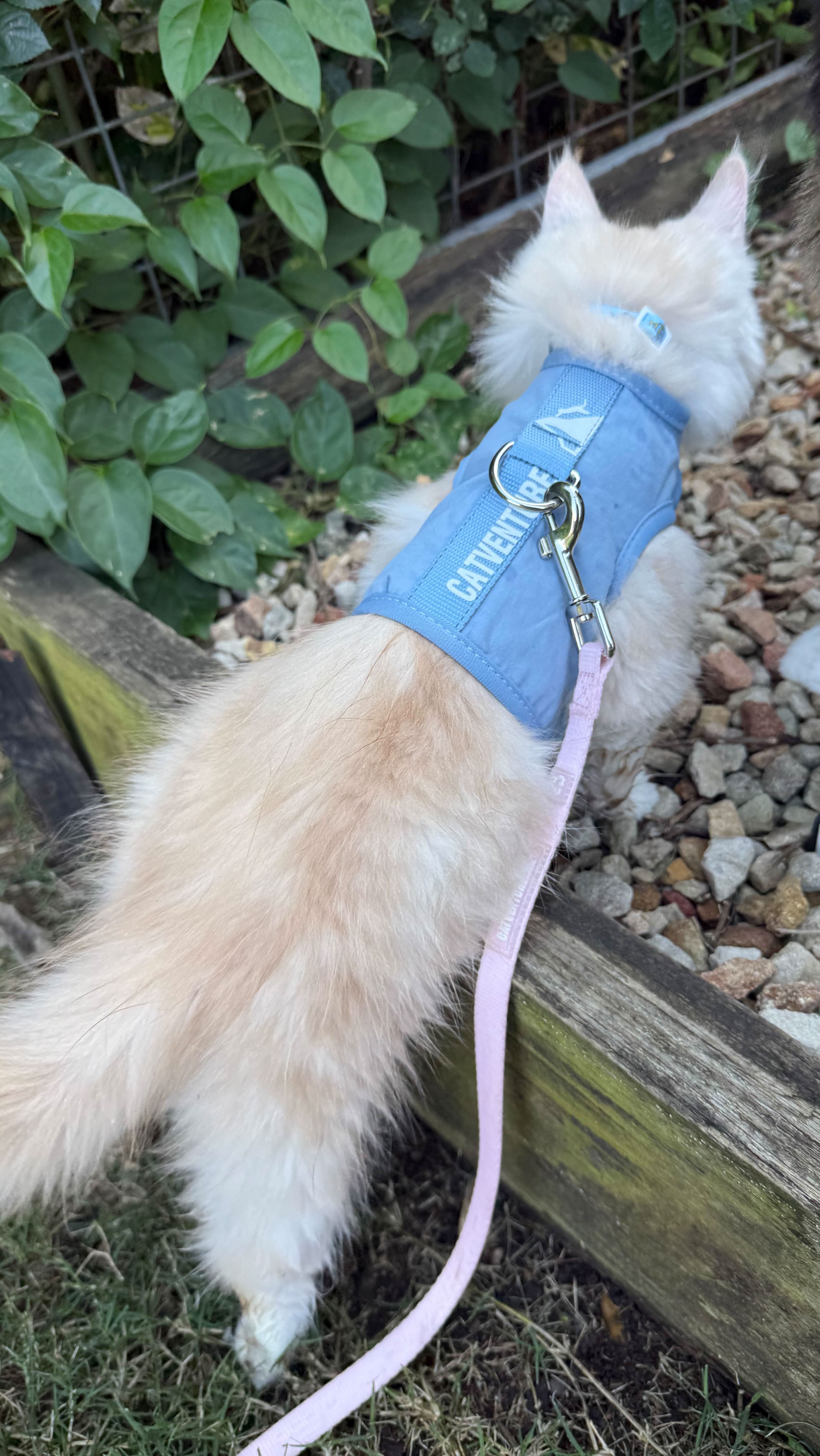 Catventure - Escape Proof Cat Harness - Balu Blue