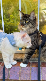 Catventure - Escape Proof Cat Harness - Balu Blue