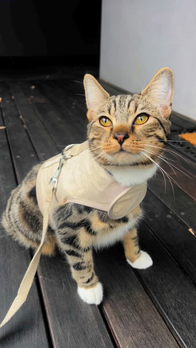 Catventure - Escape Proof Cat Harness - Natural