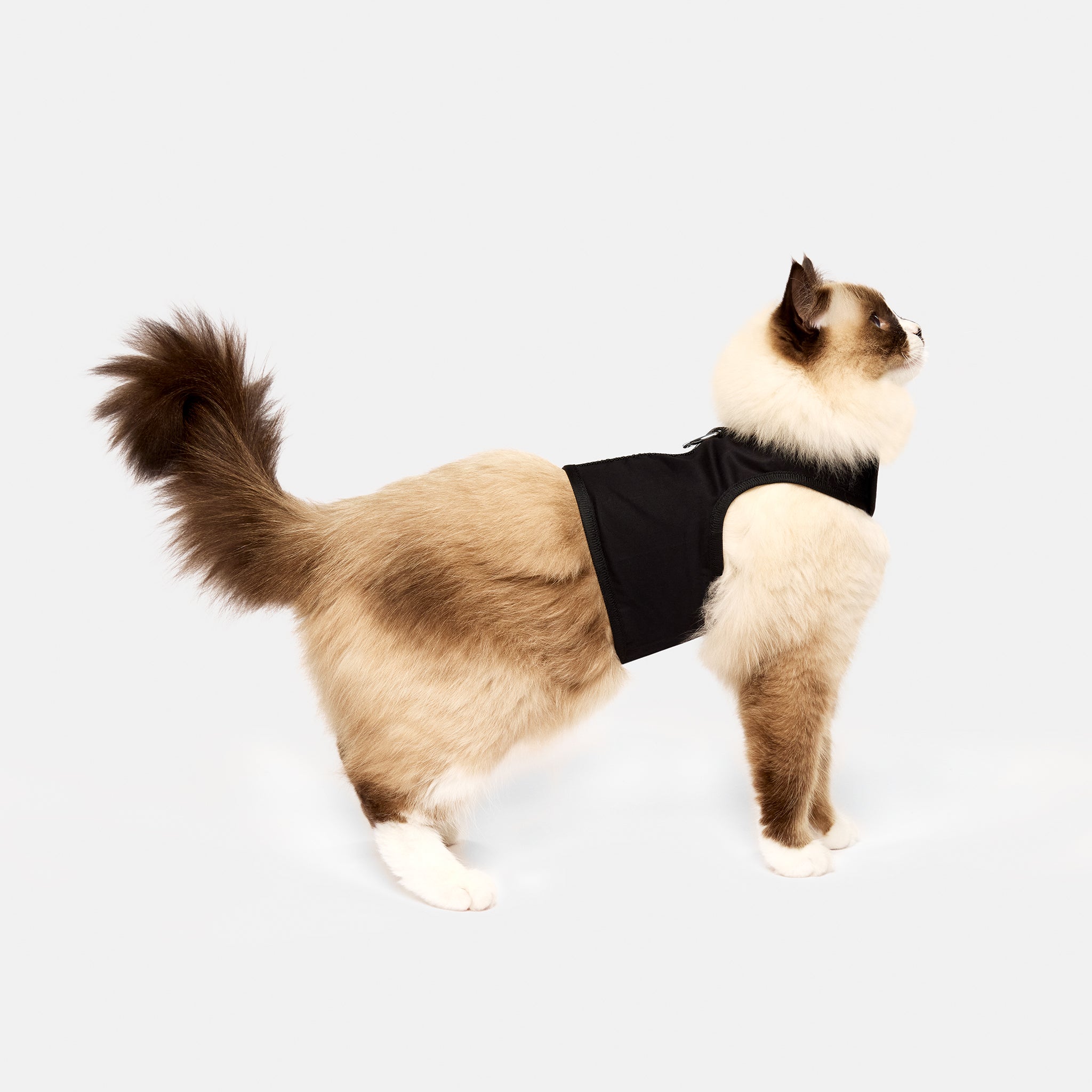Black_Harness-Barely_There_Litter0046.jpg