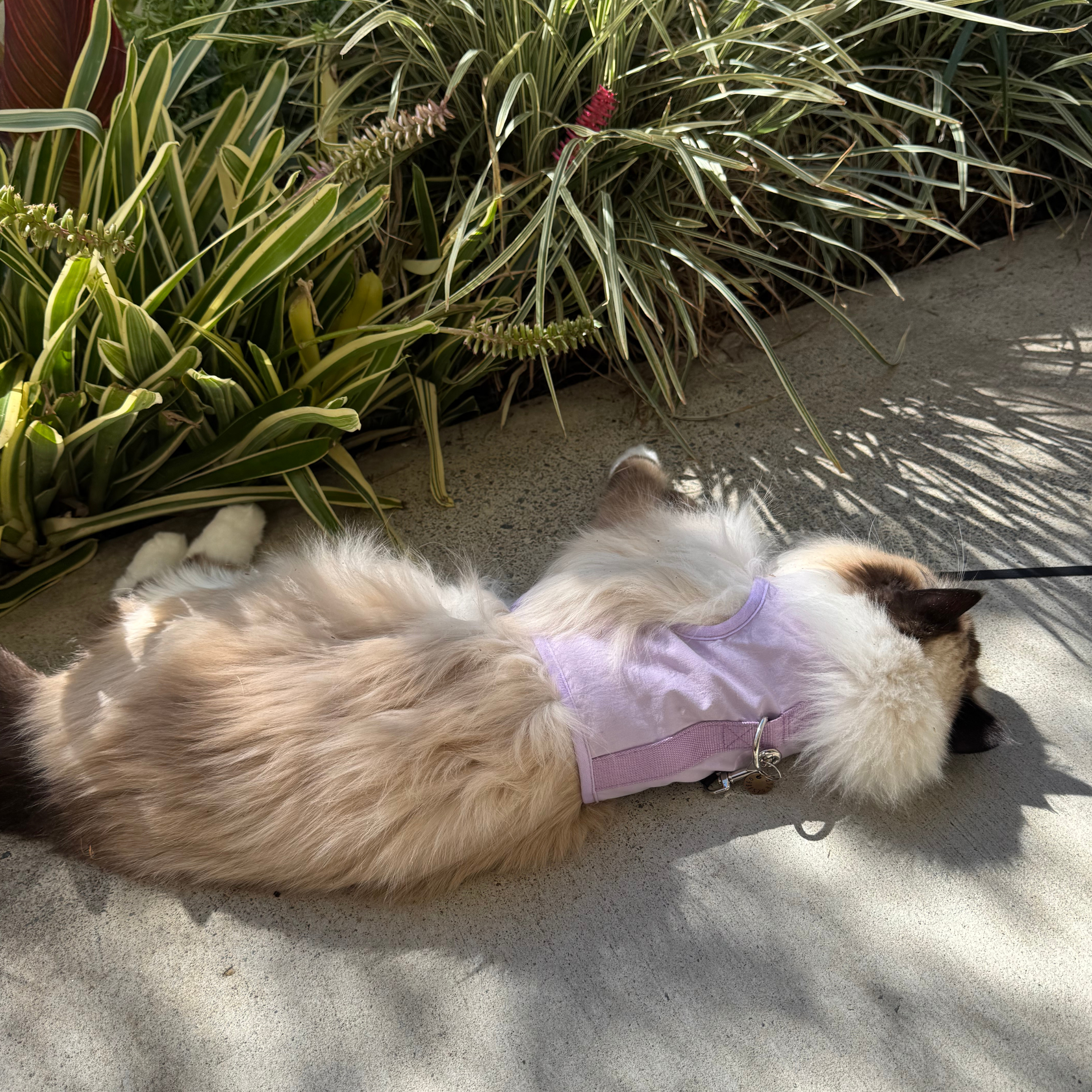 Cat lying on its back on a concrete surface with plants in the background
