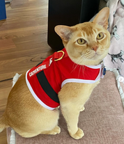 The 'Santa Claws' Christmas Catventure Escape Proof Cat Harness (Limited Edition)