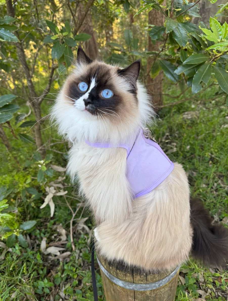 Catventure - Escape Proof Cat Harness - Lilac