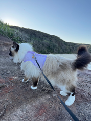 Catventure - Escape Proof Cat Harness - Lilac