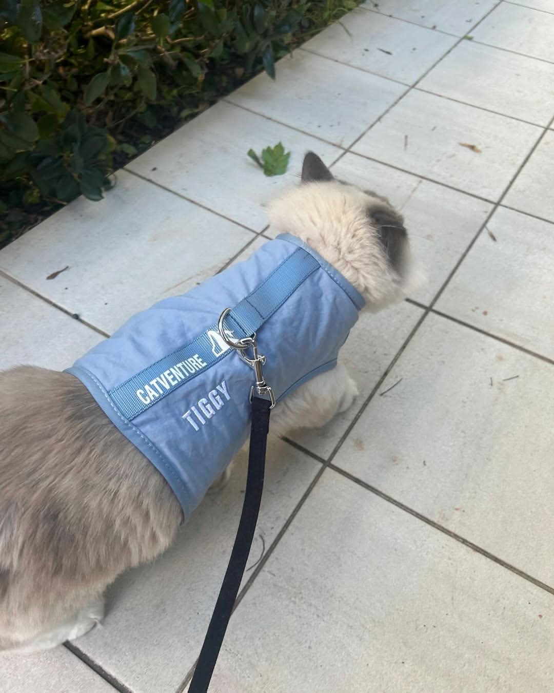 Catventure - Escape Proof Cat Harness - Balu Blue