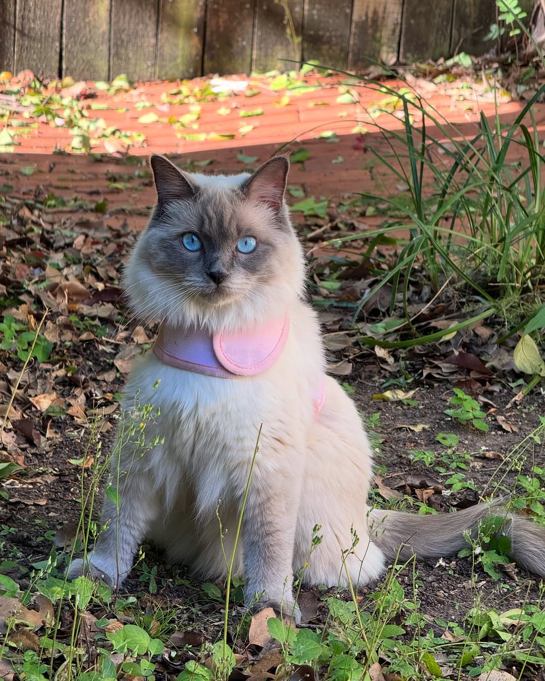 Catventure - Escape Proof Cat Harness - Pink