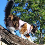 Catventure - Escape Proof Cat Harness - Pink