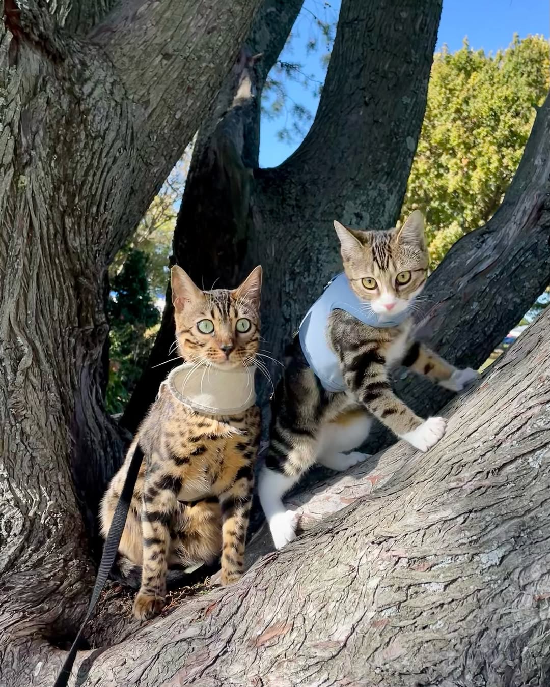 Minimise Wildlife Destruction