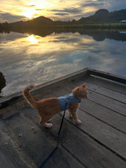 Catventure - Escape Proof Cat Harness - Balu Blue