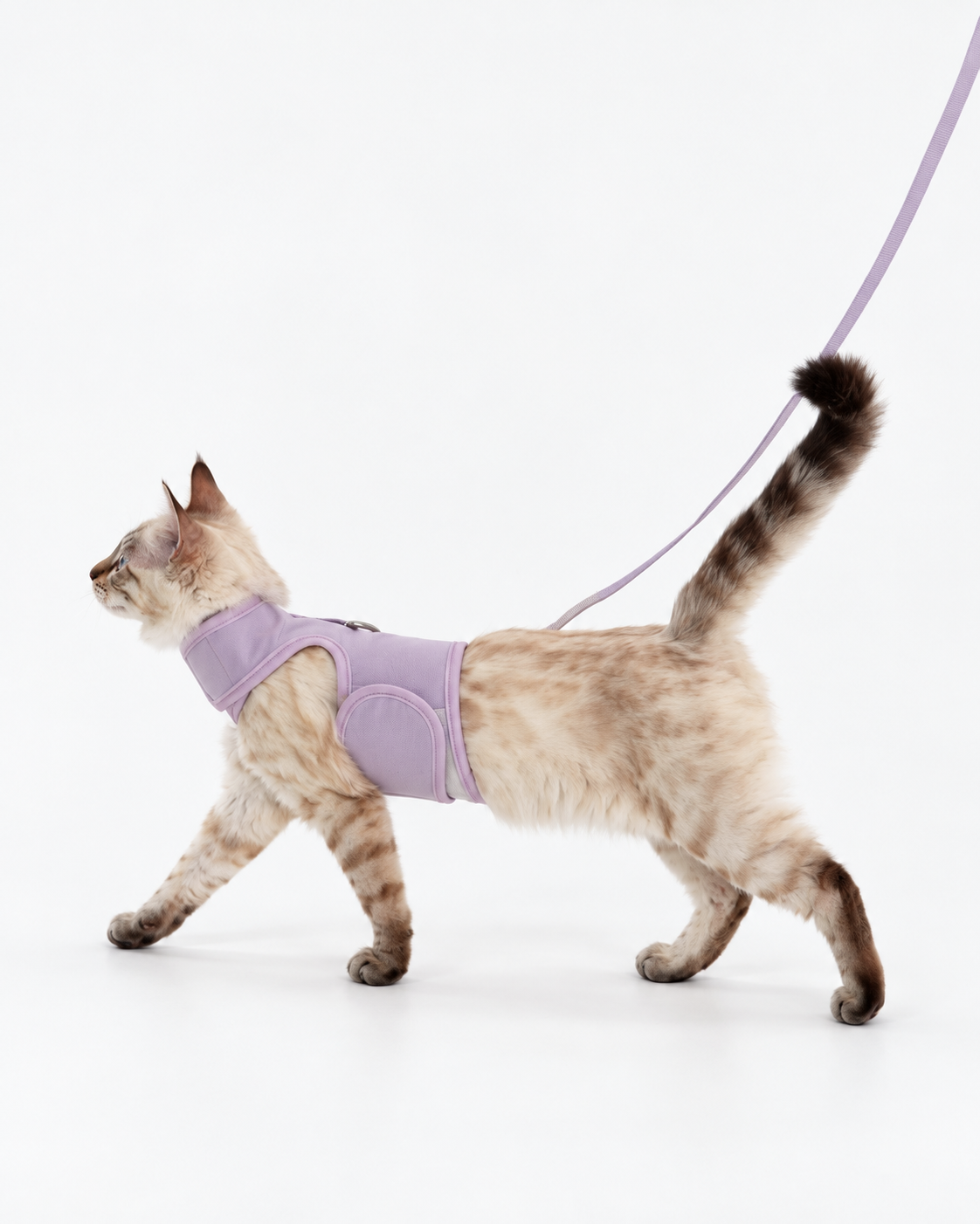 Catventure Starter Pack - Lilac