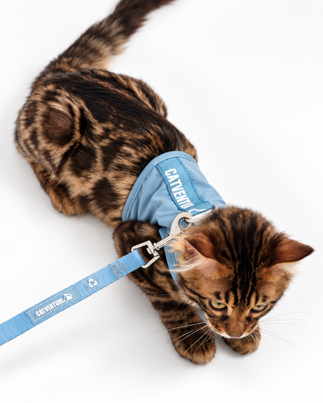 Catventure Starter Pack - Balu Blue