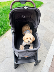 Hybrid Pet Stroller - Charcoal